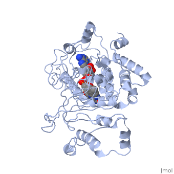 Adrenodoxinreductase